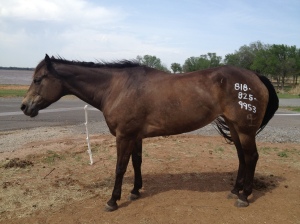 storm prep painting my number on the mares